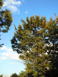 200910121632000.jpg