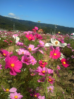 200910201104000.jpg