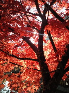 200910301513001.jpg