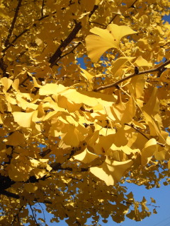 200910301527001.jpg