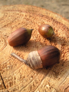 200911291422000.jpg