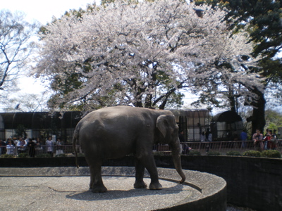 象と桜