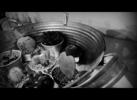 GNARLY×SABOTANIC