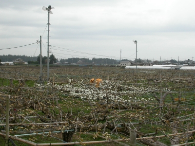 下田梨園