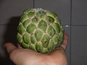 釈迦頭