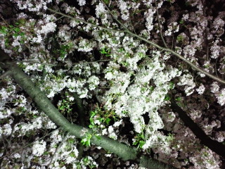 2010041020460000.jpg