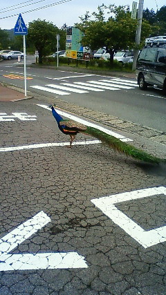 201005301241000.jpg