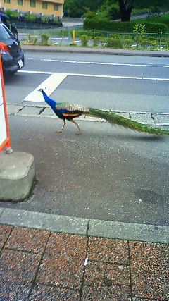 201005301240000.jpg