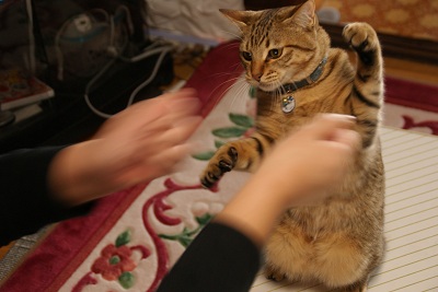 猫