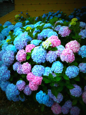 紫陽花