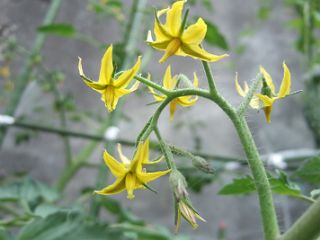 プチトマトの花 Go Slow