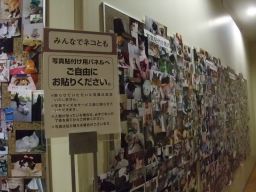 猫歩き・2