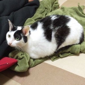 タマダイ1