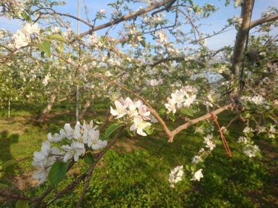 甘い香りがいっぱい 天然のアロマテラピー 大野農園 お知らせブログ