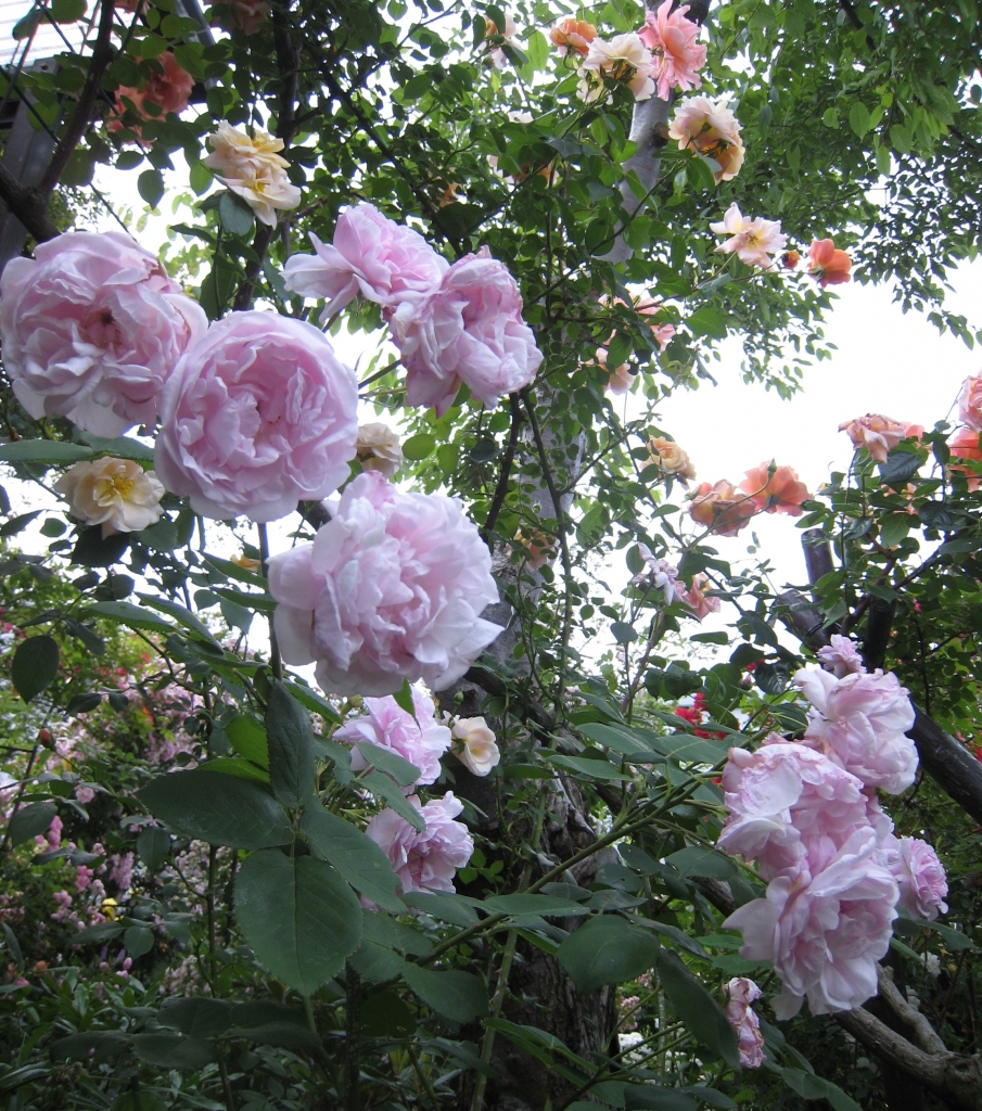 一季咲きのバラ達１ バラの小庭と陶芸窯 マザーツリー庭主の日々