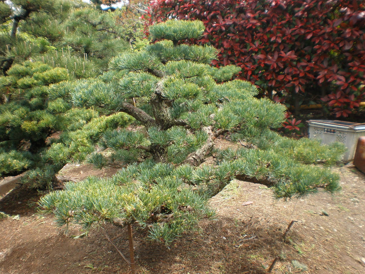 仕立て物　ゴヨウマツ　約90cm【五葉松/姫小松/盆栽/日本庭園/赤松】　17 ゴヨウマツ 五葉松 庭木 植木 盆栽 庭園3130