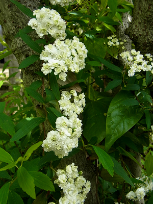 こでまり