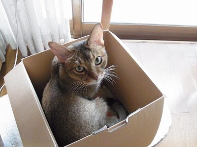 お気に入りBOX