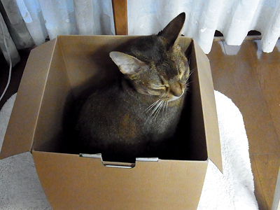 お気に入りBOX