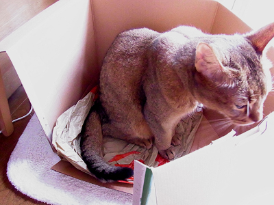 お気に入りBOX