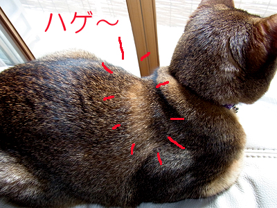 龍馬のハゲ
