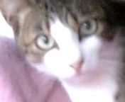 猫ちゃん