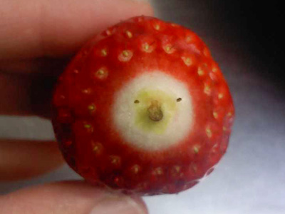 いちご裏