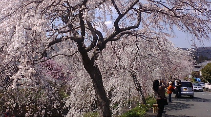 桜