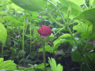 201205262356000.jpg