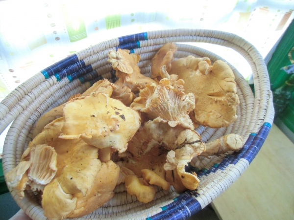 CIMG0388.JPG