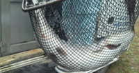 餌釣り池にイトウ3匹放流!!