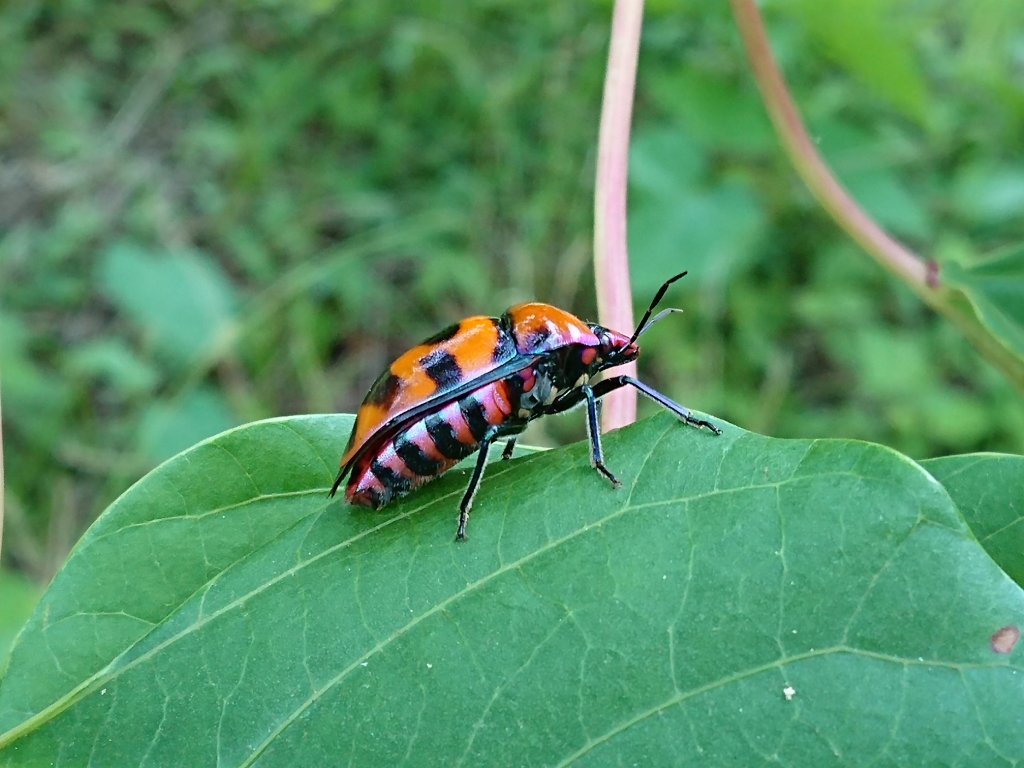 シナアブラギリのオオキンカメムシ きさいち植物園ファンクラブ