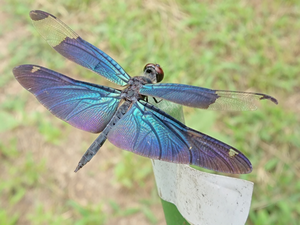 昆虫標本 チョウトンボ　6 ♂ 昆虫標本 チョウトンボ6 ♂