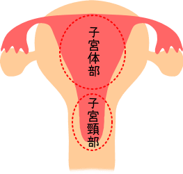 高温期 子宮口
