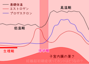 排卵期、排卵日の説明
