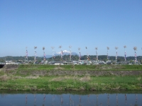 庄内川に鯉が泳ぎます