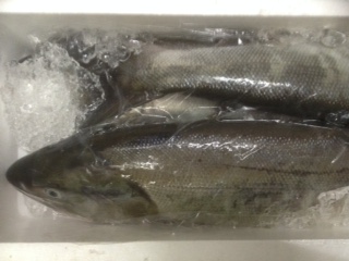 image1.JPG