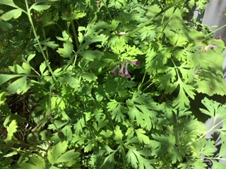 image0.jpeg