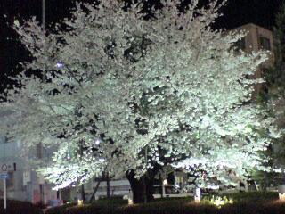 駅の桜.jpg