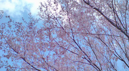 染井吉野でない桜.jpg