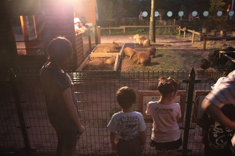 NIGHT ZOO