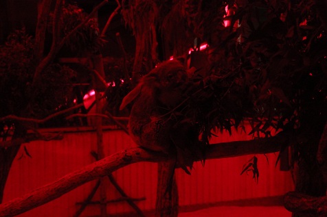 NIGHT ZOO