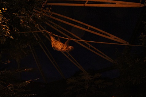 NIGHT ZOO