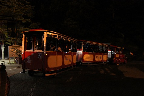 NIGHT ZOO