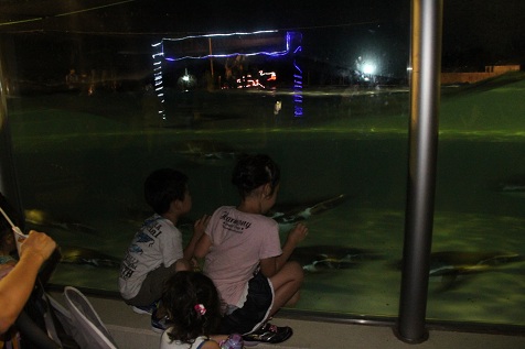 NIGHT ZOO