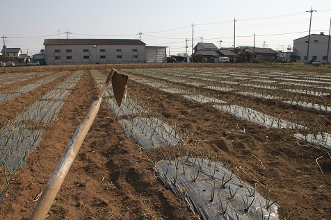 玉ねぎ除草