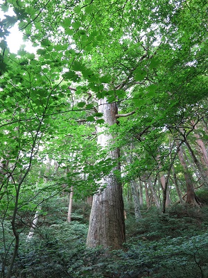 鳥取大山