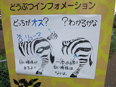 ナイトズー