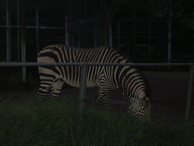 ナイトズー