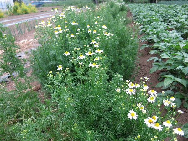 カモミール